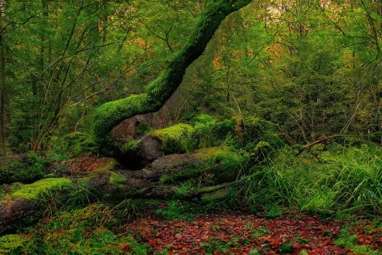 Groenbeheer houdt onze bomen gezond: ‘Ieder jaar gaan we drie wijken langs’