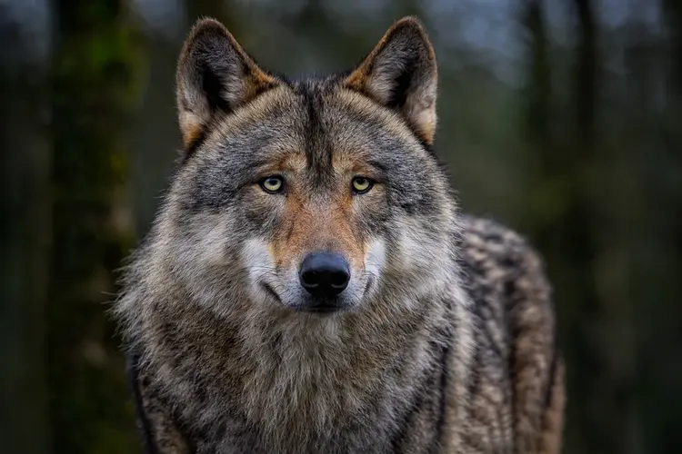Twee nieuwe wolvenroedels gevestigd in Drenthe