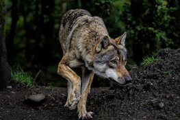 Geruchten rond bijtincident wolf bij Spier niet bevestigd