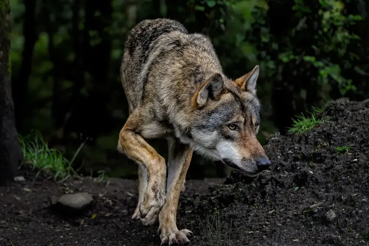 Geruchten rond bijtincident wolf bij Spier niet bevestigd