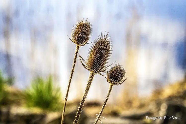 Naturallia: Foto-expositie Frits Visser