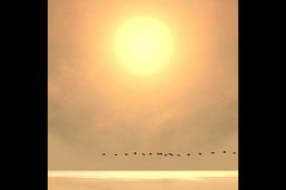 Saskia Boelsums exposeert nieuwste werk op de noordelijke kunstbeurs Kunst aan het Hof