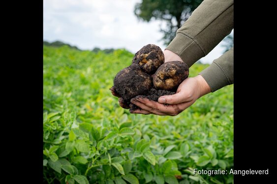Telers noemen virusdruk grootste zorg voor pootgoedteelt in Noord-Nederland