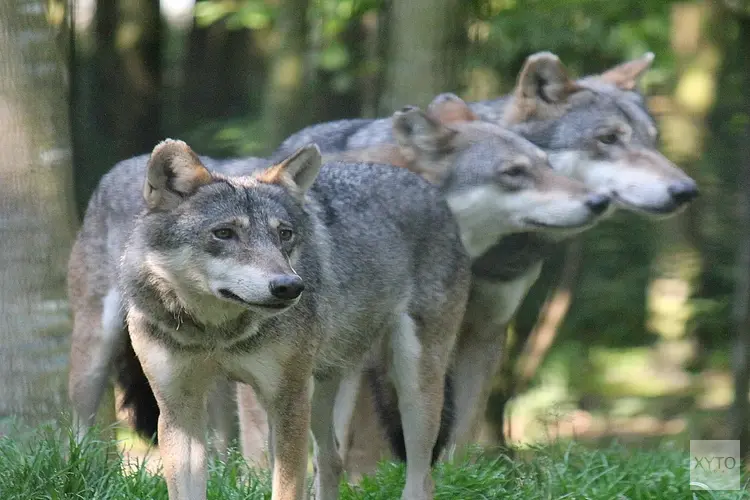 Minister LVVN is aan zet bij wolvenaanvallen op ponyveulens in Drents-Friese Wold