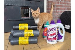 Fair en Rommelmarkt bij Open dag Dierentehuis Beilen op 3 oktober!