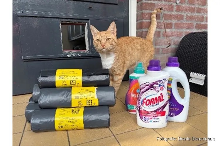 Fair en Rommelmarkt bij Open dag Dierentehuis Beilen op 3 oktober!