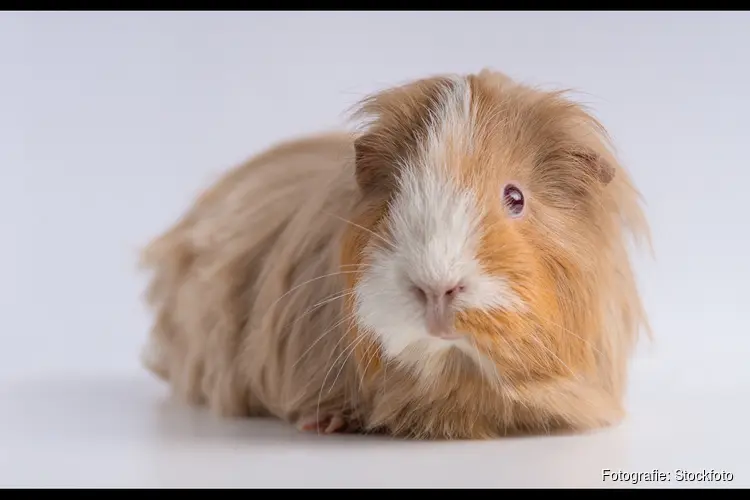 Dieren in woning Assen aan hun lot overgelaten:  inspecteurs treffen twee dode cavia's en uitgedroogde kat